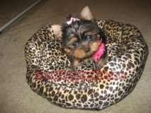 teacup yorkie